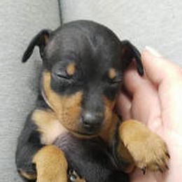 Miniature Pinschers from Em's Min Pins