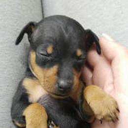 Miniature Pinschers from Em's Min Pins