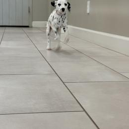 Jasmin ACA LUA - White and black female Dalmatian puppy in Queen Creek, Arizona from Lala's Polka Dots