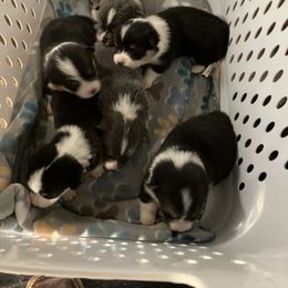 Pembroke Welsh Corgi Puppies from Corgis By Tally