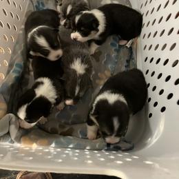 Pembroke Welsh Corgi Puppies from Corgis By Tally