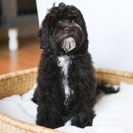 Queen Frostine - Chocolate female Australian Labradoodle puppy in Salem, Oregon from Hunterberry Hill Labradoodles