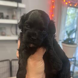 Havapoo puppies from Riyem Wildflower Farms