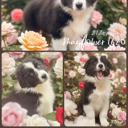 (5) Mayflower 1620 - Black tri-color female Australian Shepherd puppy in Huntington, Texas from JKKJ Farms
