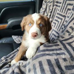 Miniature Australian Shepherd Puppies from Wes Whitehead