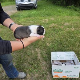 Prince - Black and white male Boston Terrier puppy in Sagola, Michigan from Pixie Pups