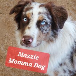 Boy 6 - Red merle male Australian Shepherd puppy in Cottage Grove, Oregon from Farmstead Aussies