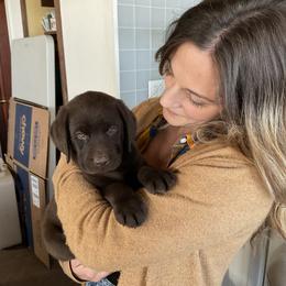 Puppy Boy 1 - Chocolate male Labrador Retriever puppy in Swampscott, Massachusetts from Mullaghmore Labradors