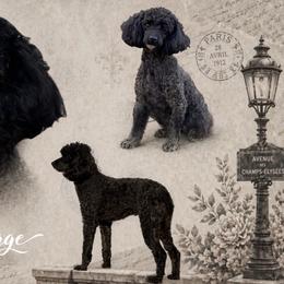 Sage - Poodle