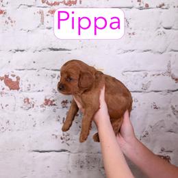 Pippa - Red female Cavapoo puppy in Calhoun, Georgia from Happy Top Doodles