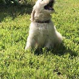 Poodle Puppies from Hidden Treasures Farm LLC