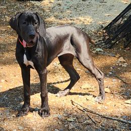Black female - Black female Great Dane puppy in Gig Harbor, Washington from Lakaya Danes