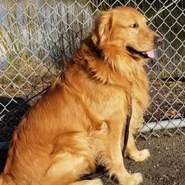 Maxie - Golden Retriever