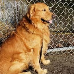 Maxie - Golden Retriever