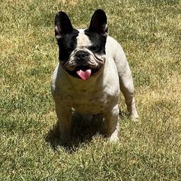 Wren - French Bulldog