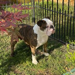 Brin - Bulldog