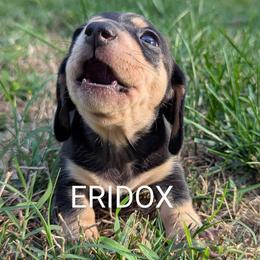 Evillyn - Black and cream female Dachshund puppy in Missouri from Eridox Dachshunds