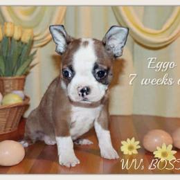 Boy 2-Eggo - Seal and white male Boston Terrier puppy in North Central, Vermont from Windy Valley’s Bostons