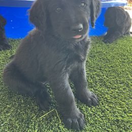 Assorted Doodle Crosses Puppies from Golden Mountain Doodles
