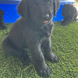Assorted Doodle Crosses Puppies from Golden Mountain Doodles