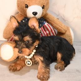 Barbie - Black and gold female Yorkshire Terrier puppy in Maple Heights, Ohio from Yorkiesllc