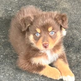 Red - Red tri-color male Australian Shepherd puppy in Butler, Georgia from Aussies at Howling Hill Farm