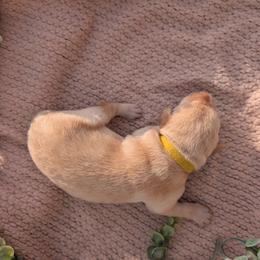 Dilute Retriever and Labrador Retriever Puppies from LC Hunting Labs, LLC.