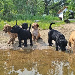 Goldendoodle Puppies from Renegade Retrievers of the North