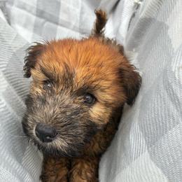 Lotis - Wheaten female Soft Coated Wheaten Terrier puppy in Nokomis, Illinois from Windhill Wheatens