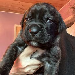 Turquoise collar Ledge - Chestnut brindle male Cane Corso puppy in Scott County, Tennessee from Nuovo Inizi Kennels