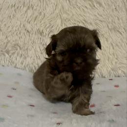 Boy 1 - Liver male Shih Tzu puppy in Tennessee from Cutshall Babies