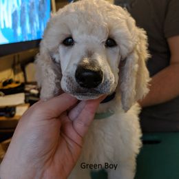Poodle Puppies from LaTerra Cove Poodles
