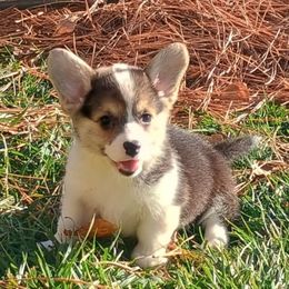 Potato - Black and tan female Pembroke Welsh Corgi puppy in Ellensburg, Washington from Faery Mount Farm