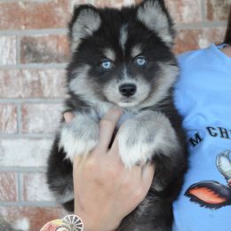 Flurry - Black and white Pomsky puppy in Claremore, Oklahoma from T-Town Acres