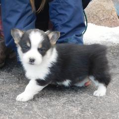 Pembroke Welsh Corgi Puppies from Salt Creek Farm Dogs