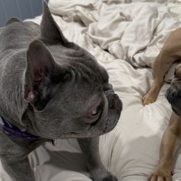 French Bulldogs from Cosofme Frenchies