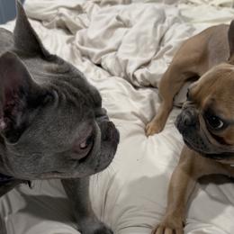 French Bulldogs from Cosofme Frenchies