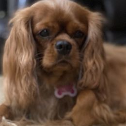 Cavalier King Charles Spaniels from STAR puppies
