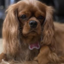 Cavalier King Charles Spaniels from STAR puppies
