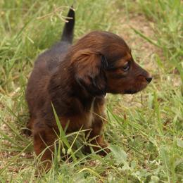 Tulia (health tested parents) - Sable female Dachshund puppy in Midland, Texas from The Barefield Doxies