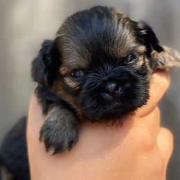 Daisy - Red and tan female Shih Tzu puppy in Chico, California from North State Shih tzus