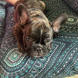 Black and Tan Coonhound and French Bulldog Puppies from Kalan Kennel