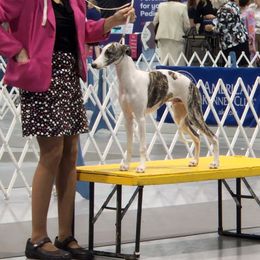 Liam - Whippet