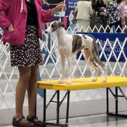 Liam - Whippet