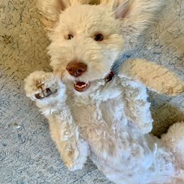 Goldendoodle Puppies from Little Bear Doodles