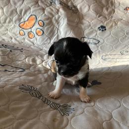Tom Cruz - Black and white male Chihuahua puppy in Red Bluff, California from Aye Chihuahua