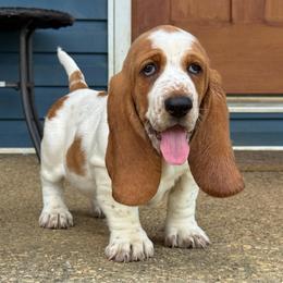 Dixie - Red and white female Basset Hound puppy in Richmond, Kentucky from Walters Hollow Hounds