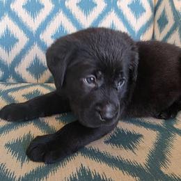 Red collar female - Black female Labrador Retriever puppy in Holyoke, Massachusetts from Urban Oak Labradors LLC