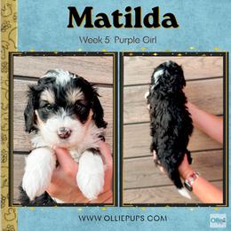 Matilda (Purple girl) - Tri-color female Bernedoodle puppy in Boiling Springs, South Carolina from OlliePups, LLC