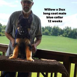 Blue collar - Black and red male German Shepherd puppy in Chrisney, Indiana from Indiana German Shepherds